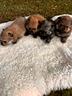 cuccioli-di-volpino-della-pomerania