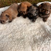 Cuccioli di Volpino della Pomerania