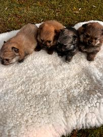 Cuccioli di Volpino della Pomerania