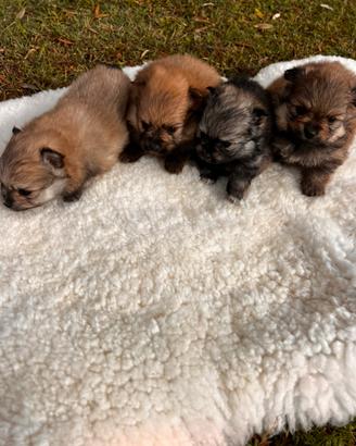 Cuccioli di Volpino della Pomerania