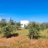 Terreno per casa vacanza in Salento con uliveto