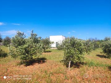 Terreno per casa vacanza in Salento con uliveto