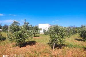 Terreno per casa vacanza in Salento con uliveto