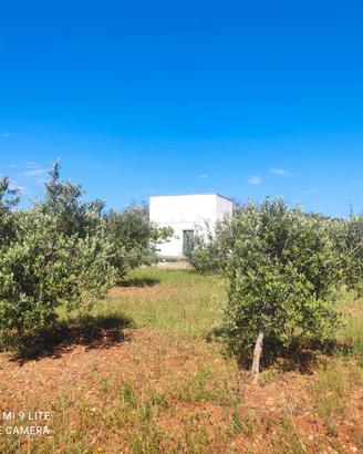 Terreno per casa vacanza in Salento con uliveto