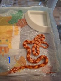 serpente del grano,  guttata 