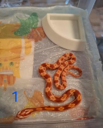 serpente del grano,  guttata 