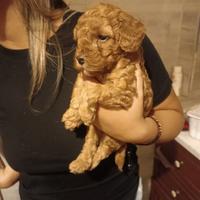 Cucciolo barboncino toy