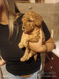 Cucciolo barboncino toy