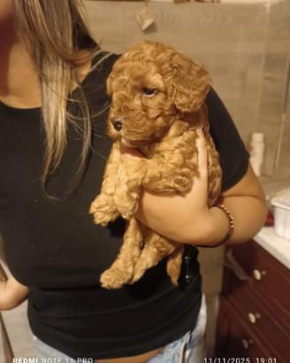 Cucciolo barboncino toy