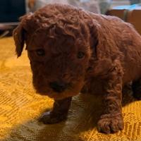 Piccola cucciola barboncino toy red