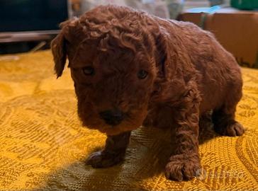 Piccola cucciola barboncino toy red