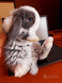 Conigli minilop lib. sanitario