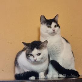 Gatti domestici