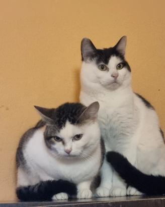 Gatti domestici