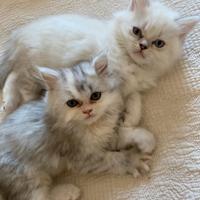 Gattini persiani normotipo Chinchilla e Himalayani