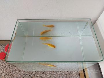 acquario 