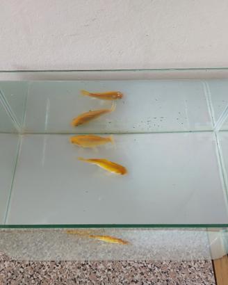 acquario 