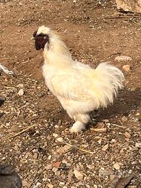 Gallo moroseta