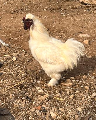 Gallo moroseta