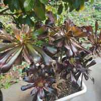 pianta grassa arbustiva Zwartkop. rosa nera.