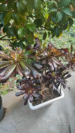 pianta grassa arbustiva Zwartkop. rosa nera.