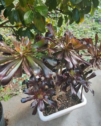 pianta grassa arbustiva Zwartkop. rosa nera.