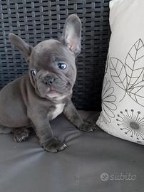 Bulldog francese