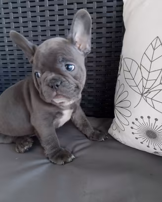 Bulldog francese