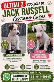 Jack russel cuccioli