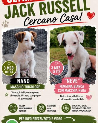 Jack russel cuccioli