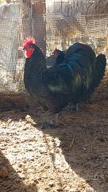 Galline pulcini australorp