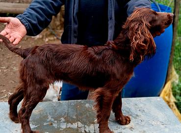 Cocker spaniel inglese linea da lavoro