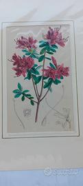 6 stampe antiche di botanica originale 