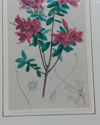 6 stampe antiche di botanica originale 