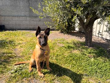Pastore del malinois