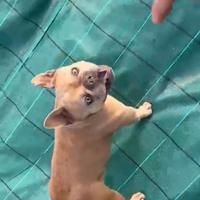Bulldog francese