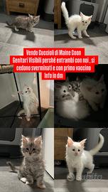 Cuccioli Maine Coon