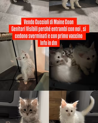 Cuccioli Maine Coon