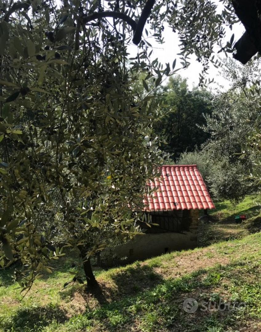 Uliveto terreno agricolo - Vista 3