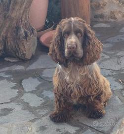 Cocker spaniel inglese per monta