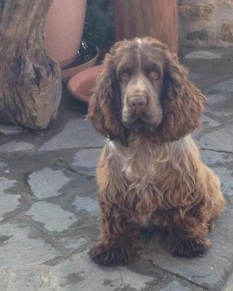 Cocker spaniel inglese per monta