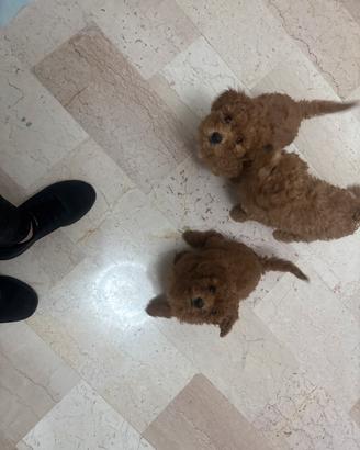 Cuccioli barboncino taglia Media