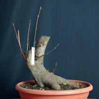 Acero opalo (Acer opalus)