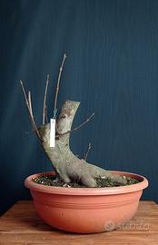 Acero opalo (Acer opalus)