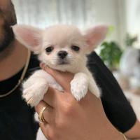 Chihuahua cucciola