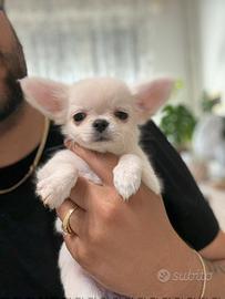 Chihuahua cucciola