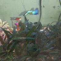 Pesci tropicali guppy e platy