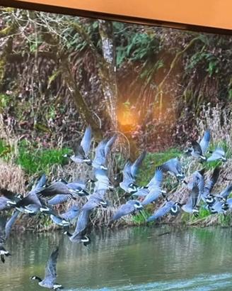 Smart Tv Samsung 55 pollici 4 k perfetto