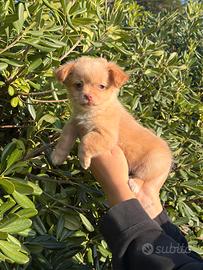 Chiwawa a pelo lungo