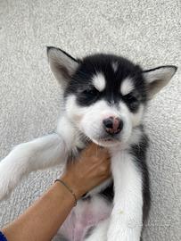 Cucciola di Husky